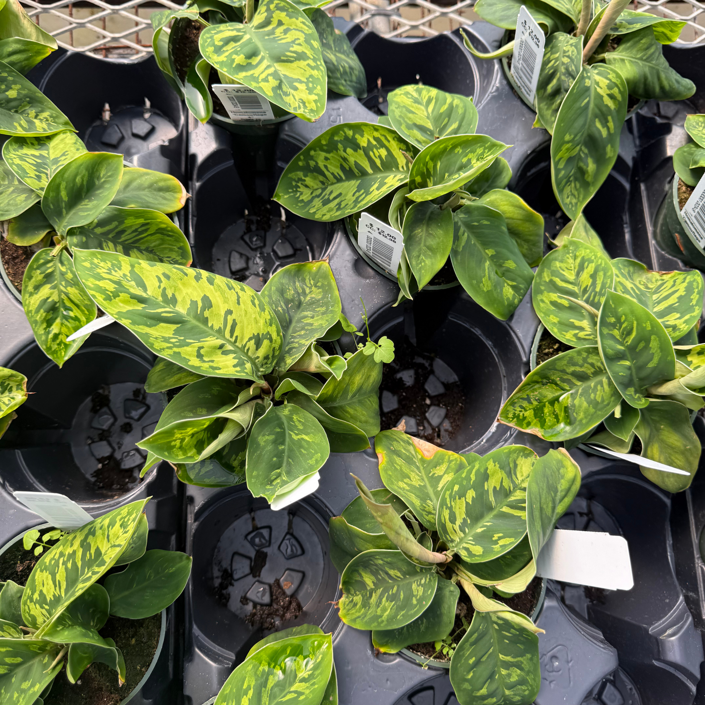 Homalomena wallisii 'Camouflage'