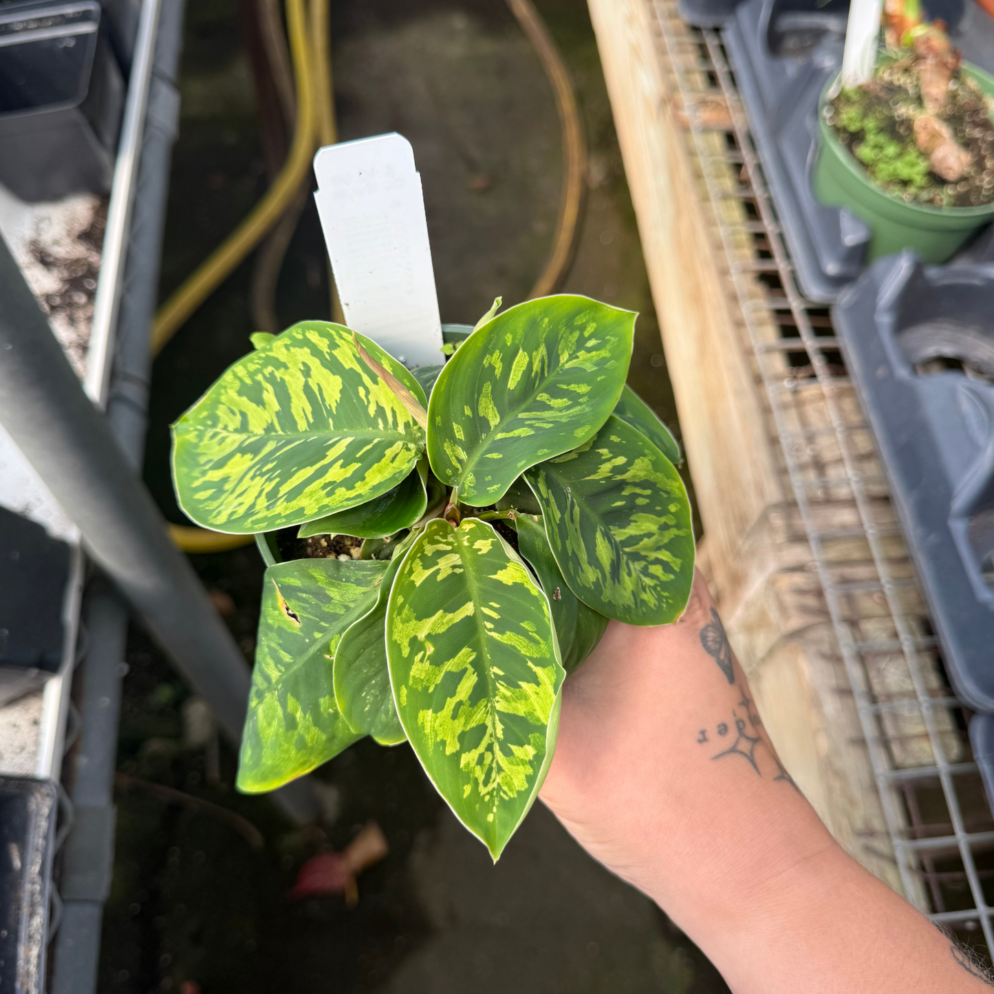 Homalomena wallisii 'Camouflage'