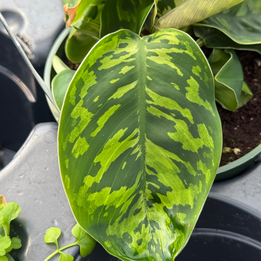 Homalomena wallisii 'Camouflage'