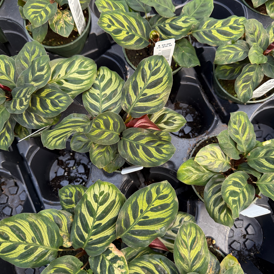 Calathea makoyanna
