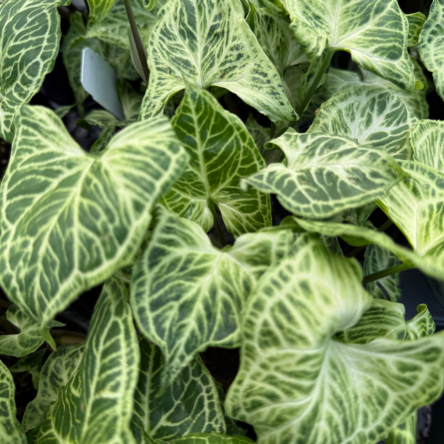 Syngonium Batik