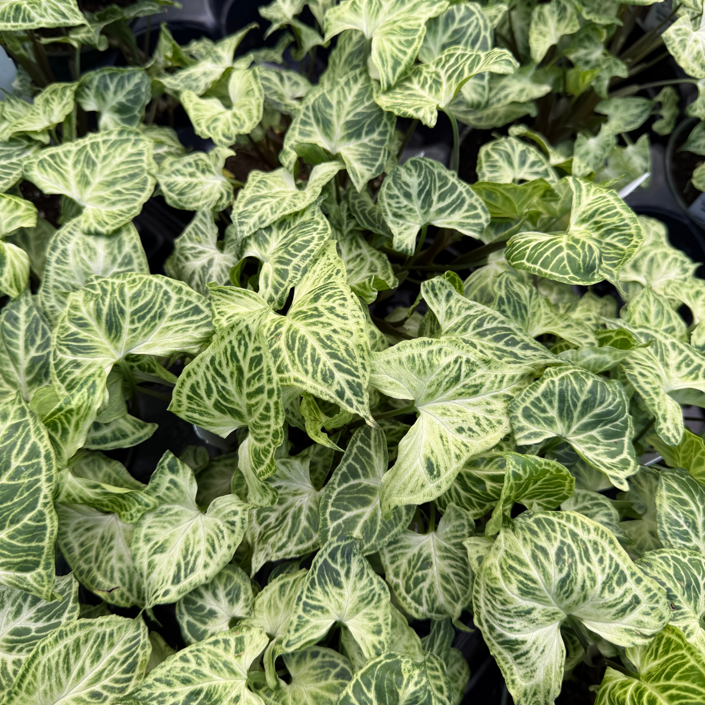 Syngonium Batik