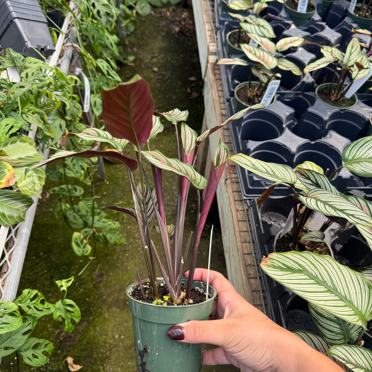 Calathea majestica 'Whitestar'