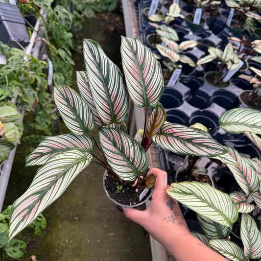 Calathea majestica 'Whitestar'