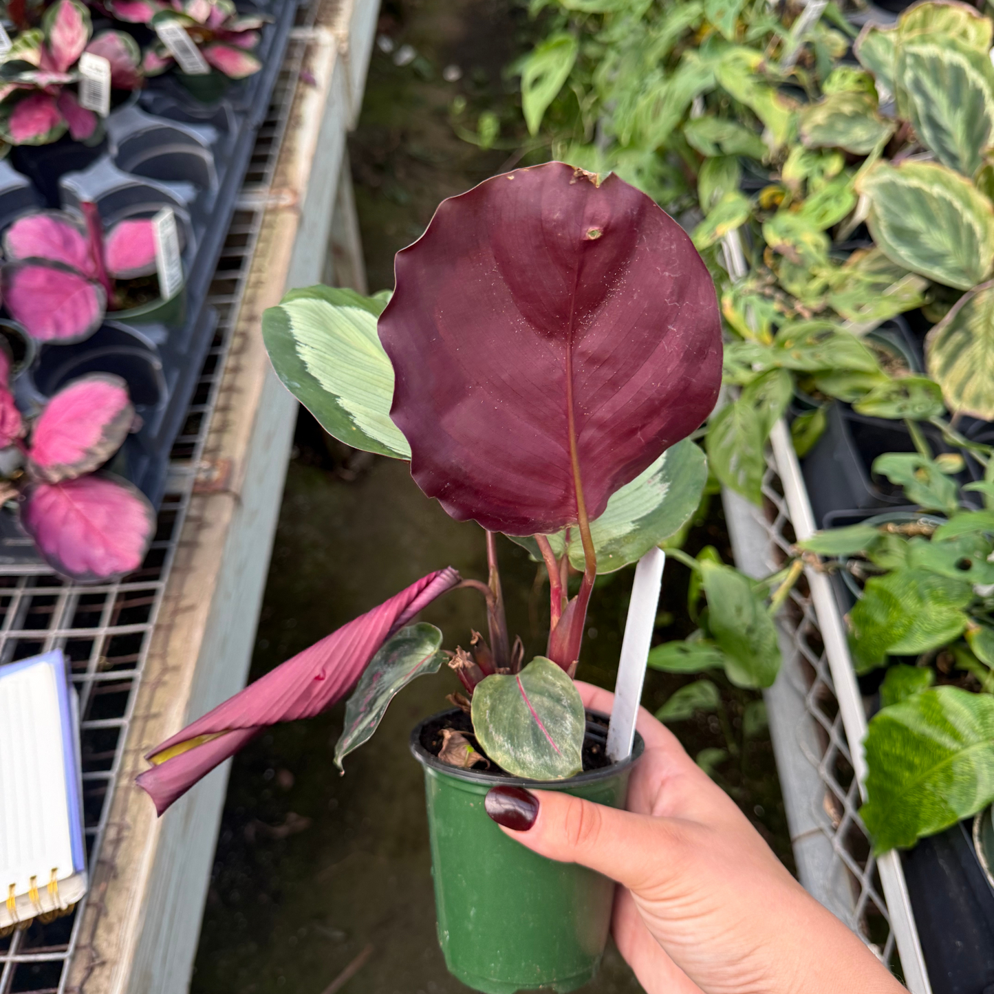 Calathea roseopicta 'Northern Rose'