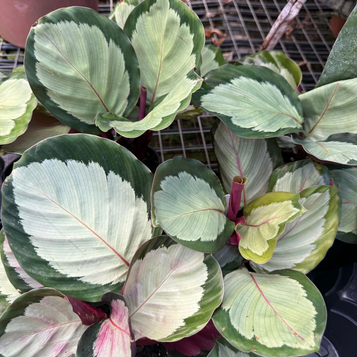 Calathea roseopicta 'Northern Rose'