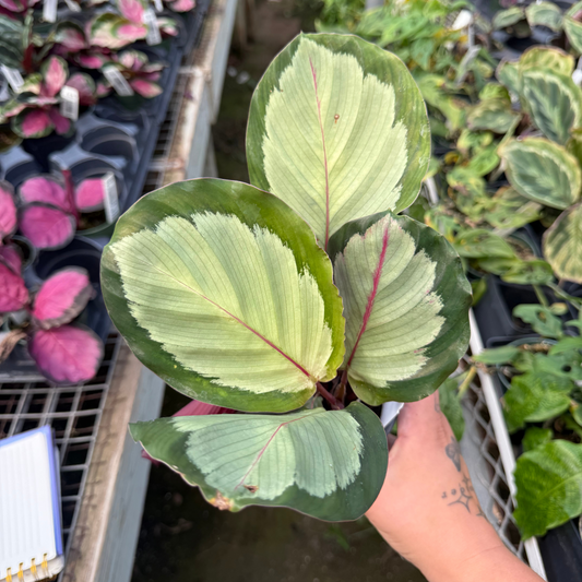 Calathea roseopicta 'Northern Rose'