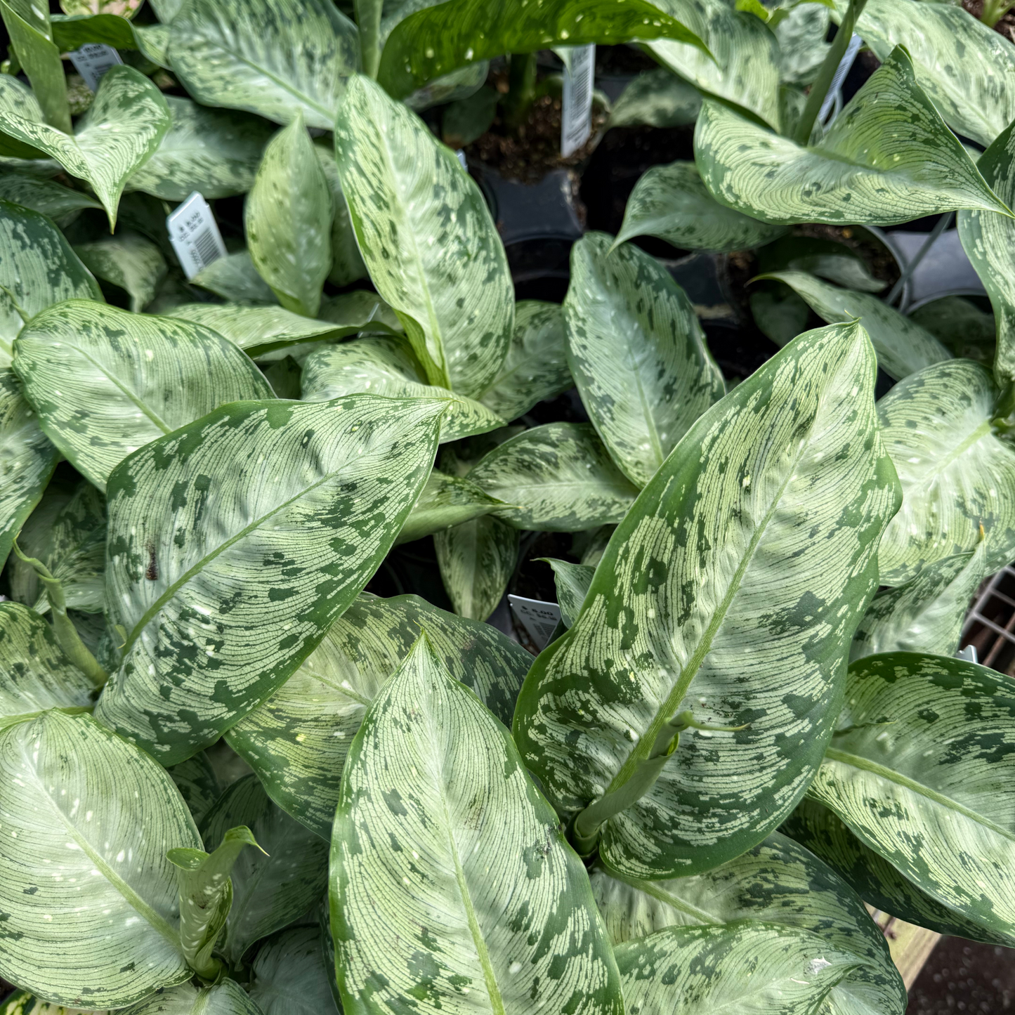 Dieffenbachia tropic 'Snow'