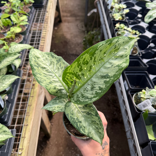 Dieffenbachia tropic 'Snow'