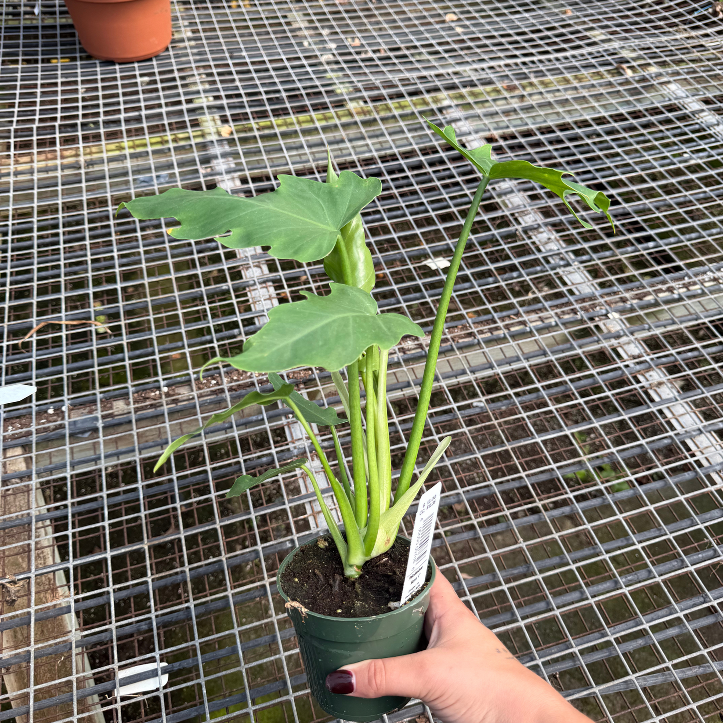Philodendron mayoi