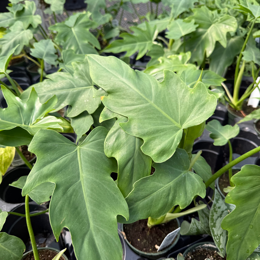 Philodendron mayoi