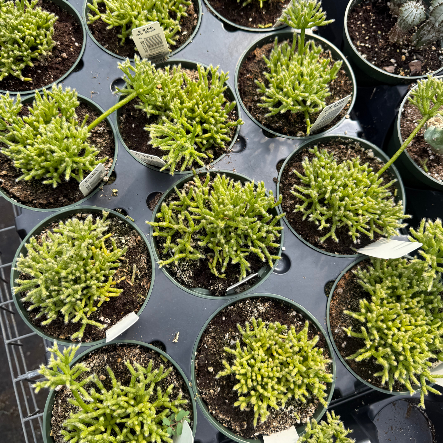 Rhipsalis cereuscula