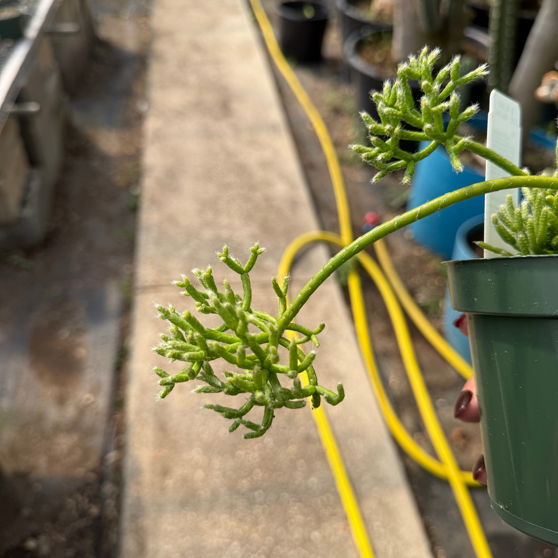 rhipsalis pencil cactus Rhipsalis cereuscula – Fantastic Gardens