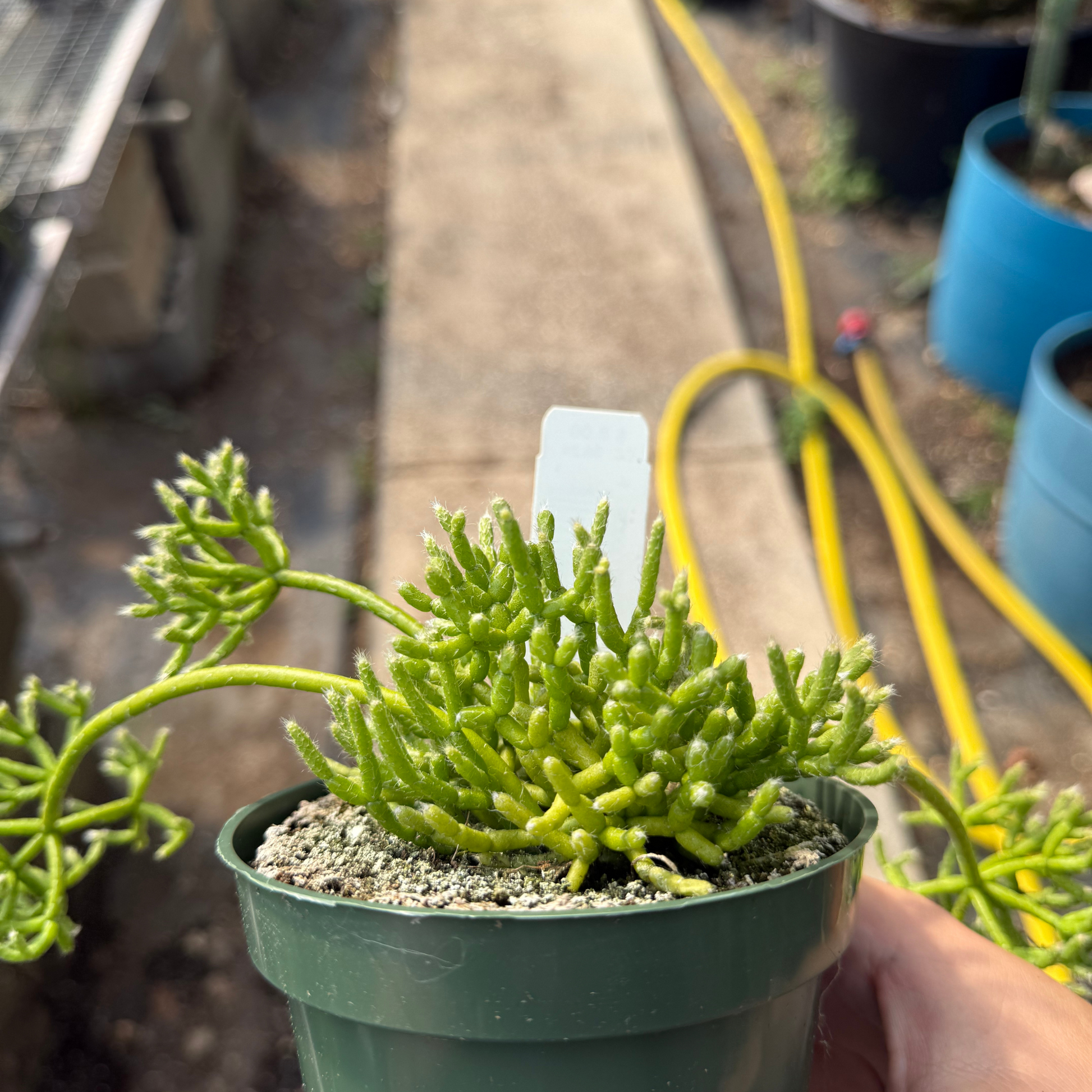 rhipsalis indoor plant Rhipsalis cereuscula