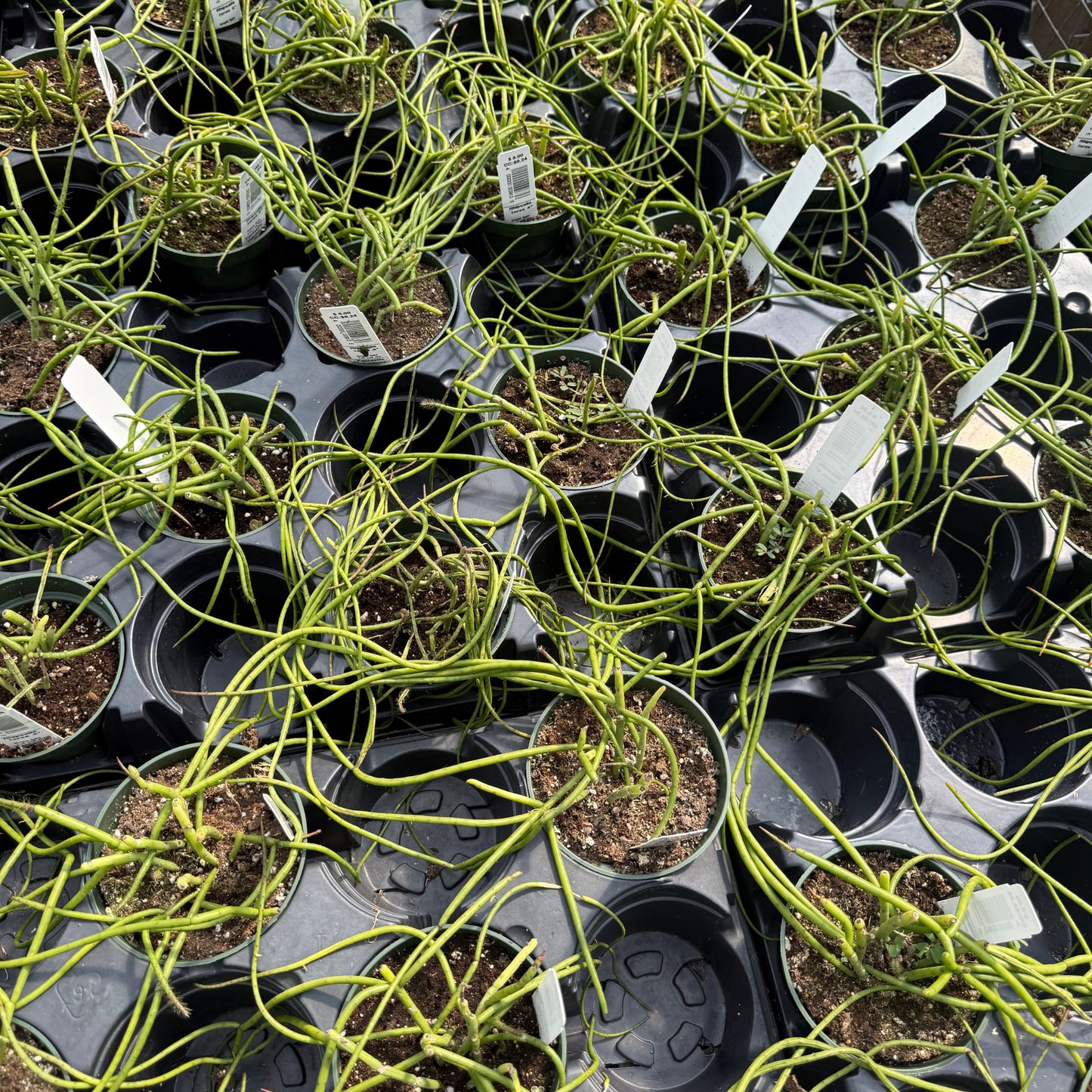 Rhipsalis teres