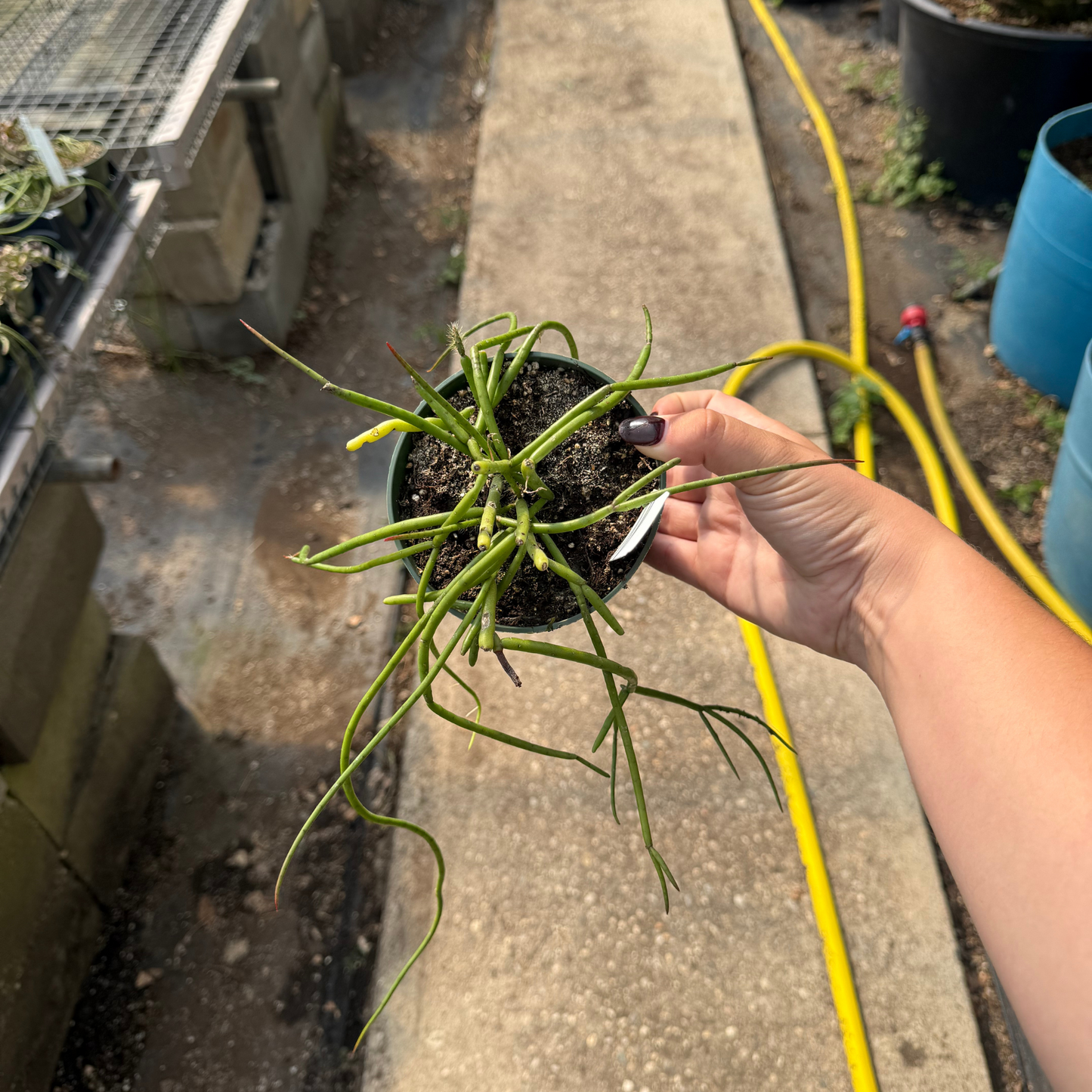 Rhipsalis teres