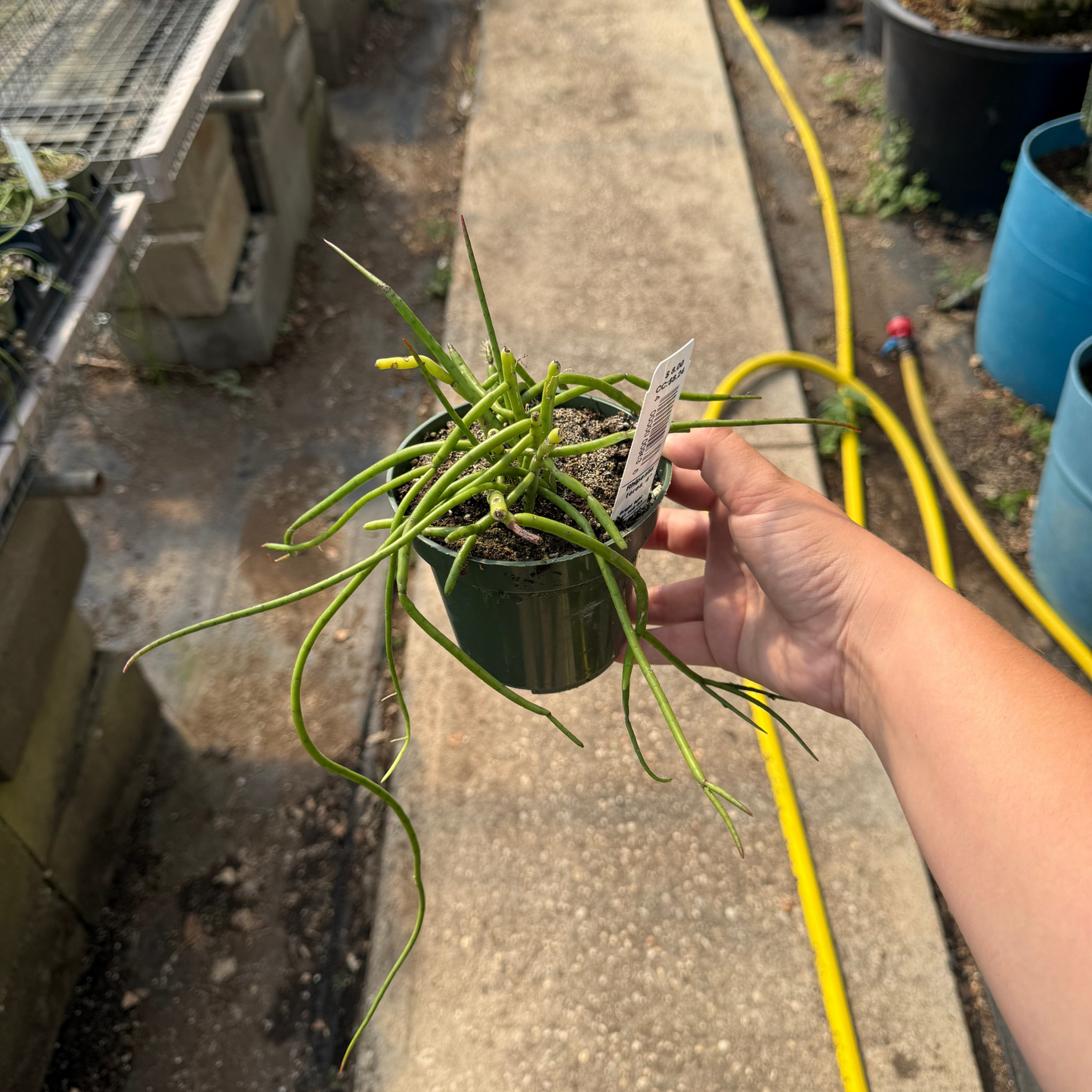 Rhipsalis teres