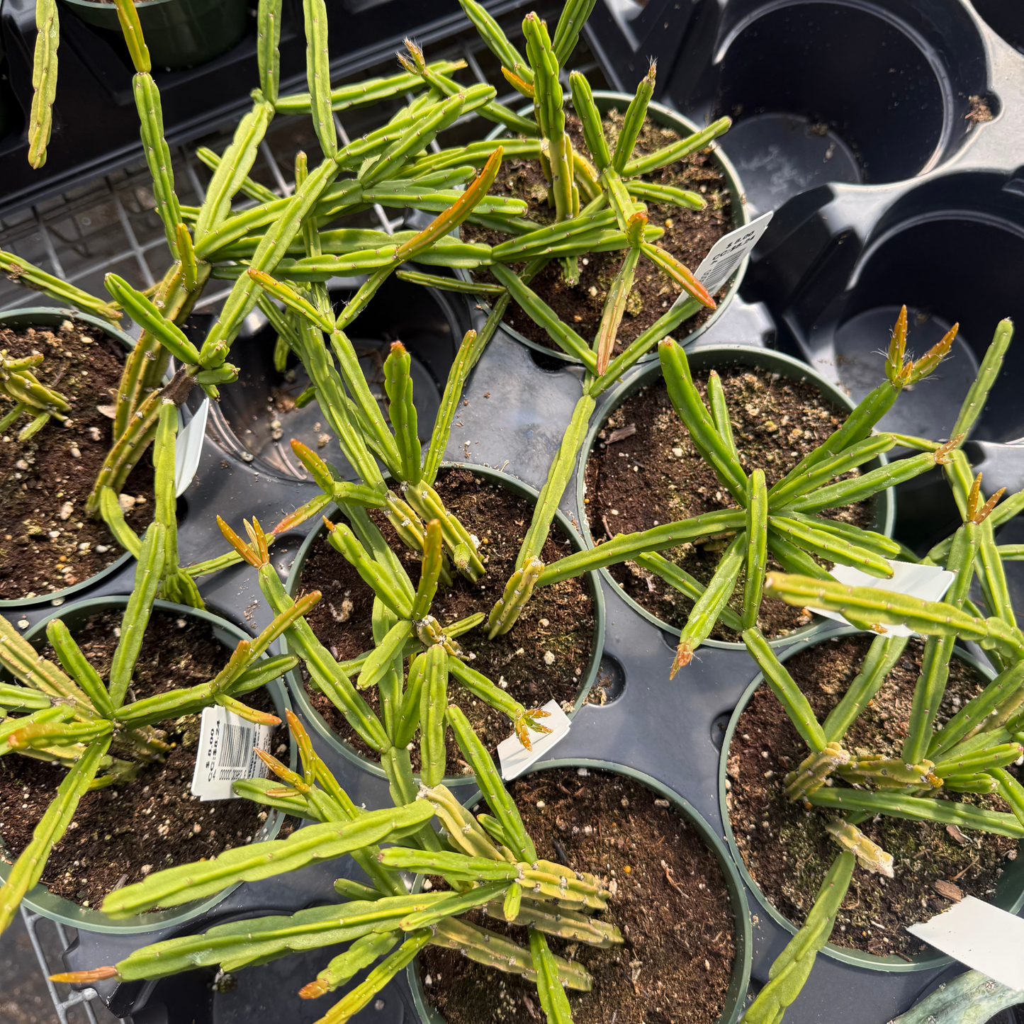Rhipsalis pentaptera
