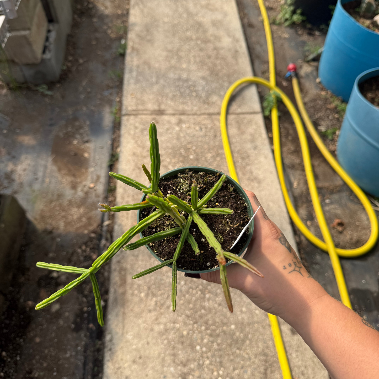 Rhipsalis pentaptera