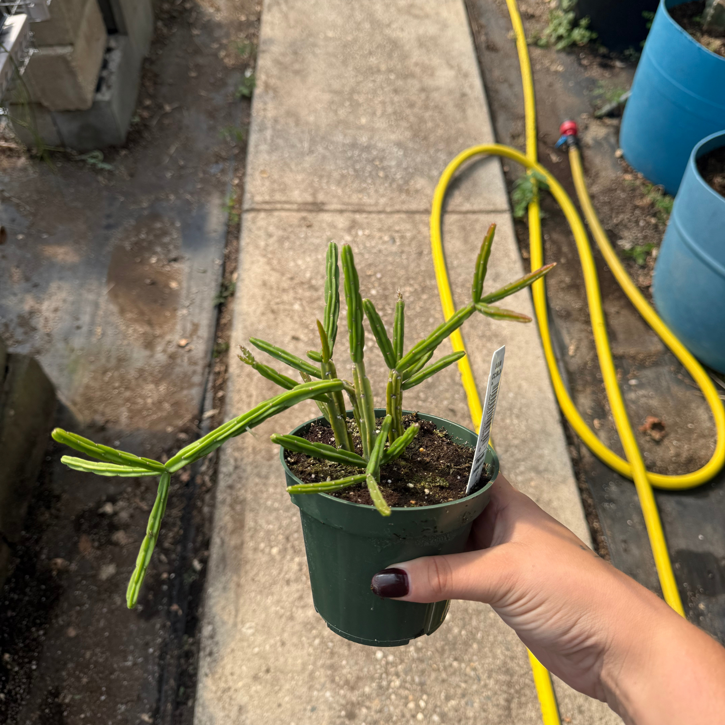 Rhipsalis pentaptera