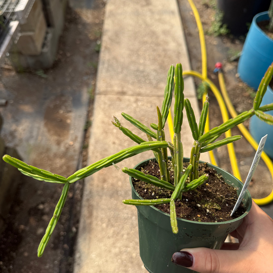 Rhipsalis pentaptera