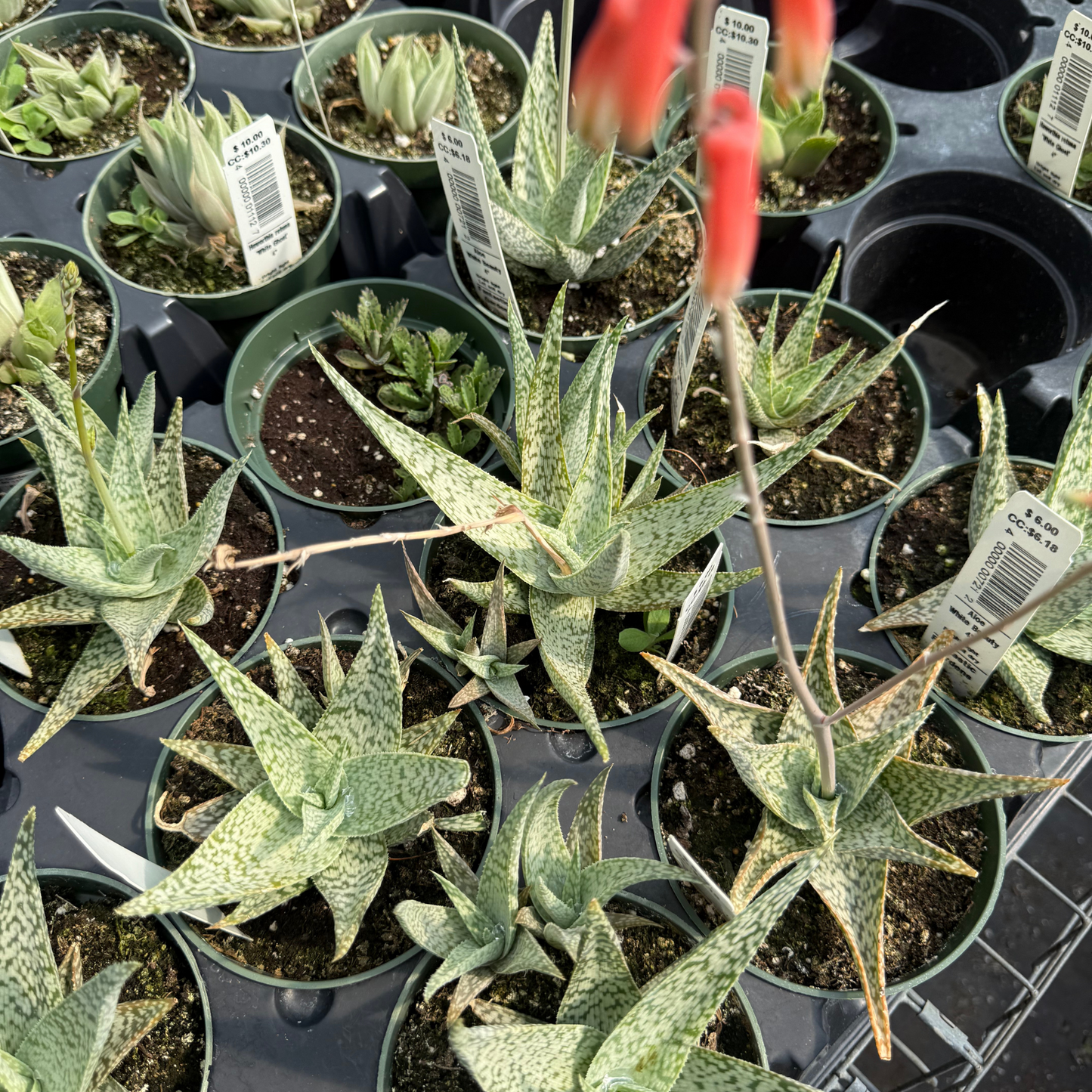 Aloe 'White Beauty'