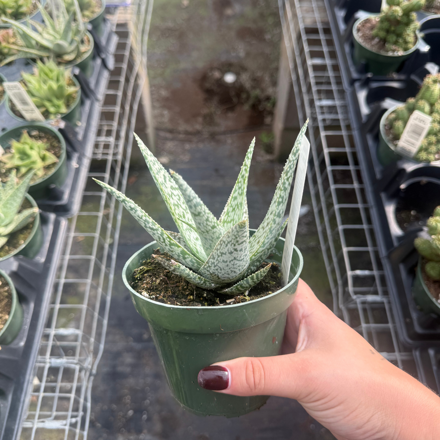 Aloe 'White Beauty'
