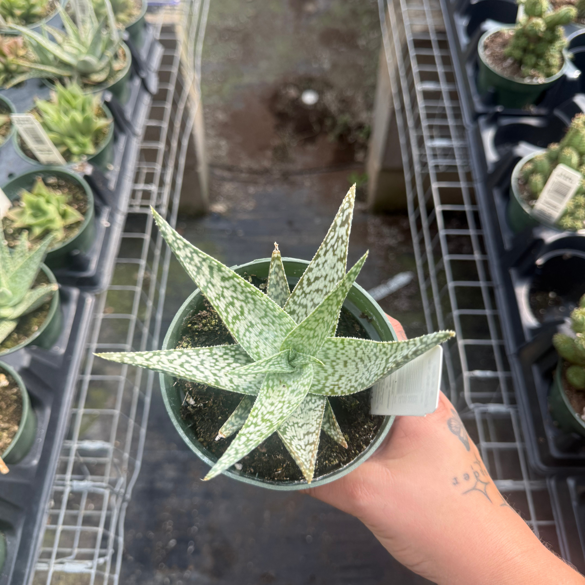 white aloe vera plant near me Aloe 'White Beauty' – Fantastic Gardens