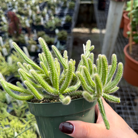 Rhipsalis baccifera