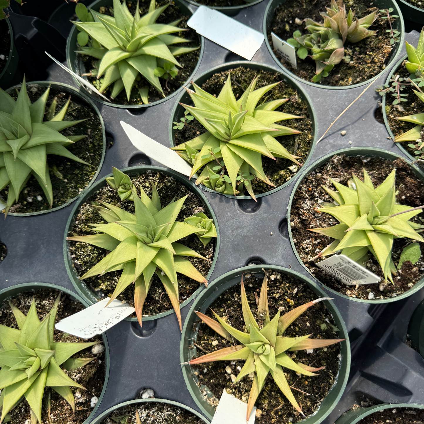 Haworthia limifolia var. 'Ubomboensis'