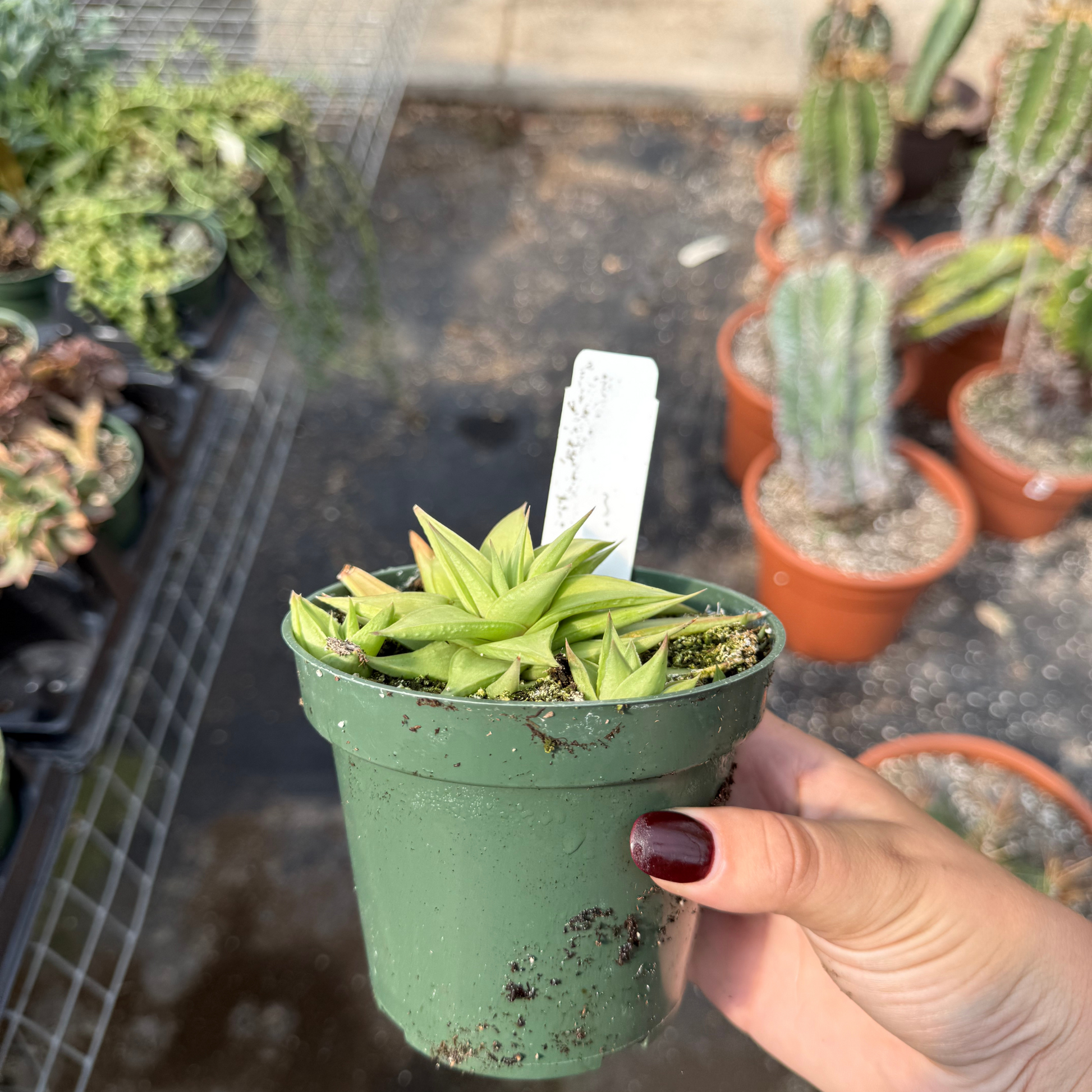succulent that looks like a fan Haworthia limifolia var. 'Ubomboensis' – Fantastic Gardens