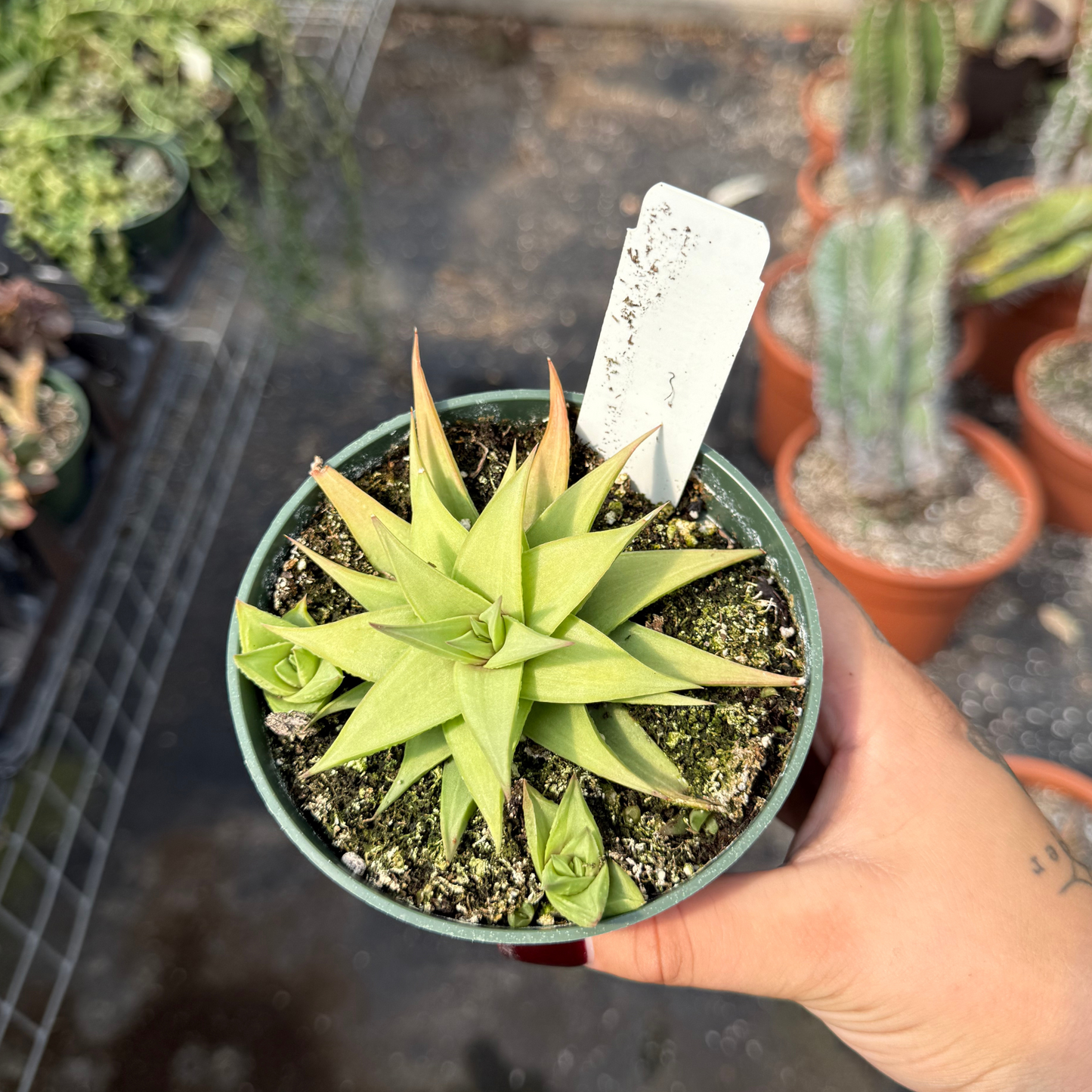 Haworthia limifolia var. 'Ubomboensis'