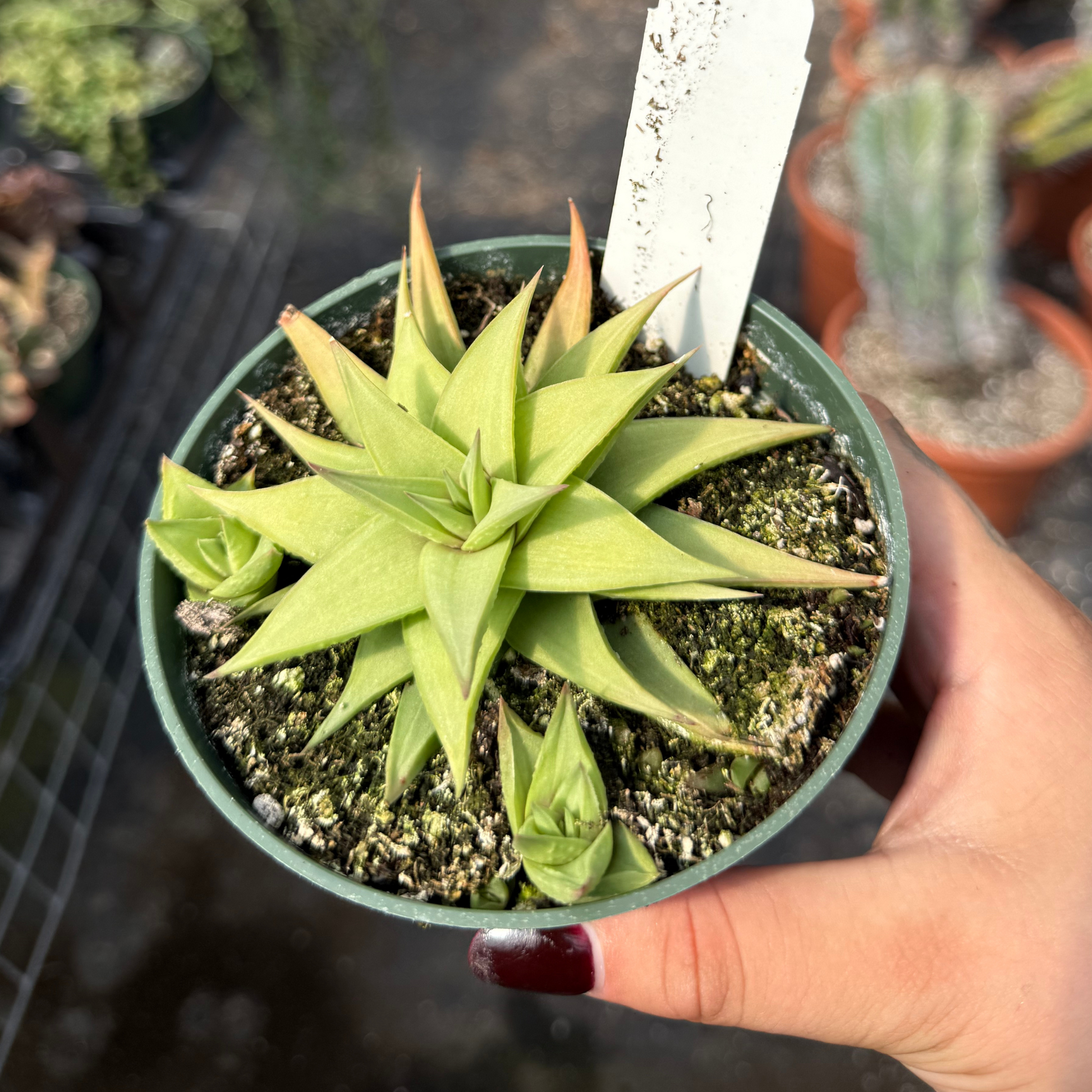 plant haworthia succulent Haworthia limifolia var. 'Ubomboensis'