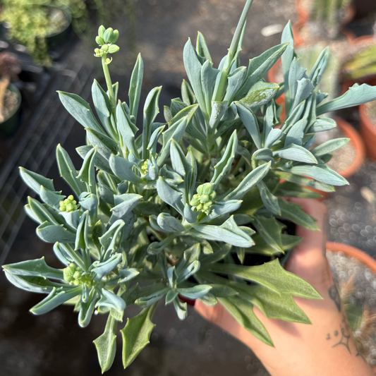 Senecio kleiniiformis