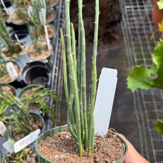 Euphorbia tirucalli