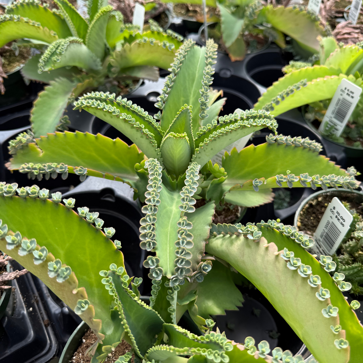 Kalanchoe daigremontiana 'Mother of Thousands'