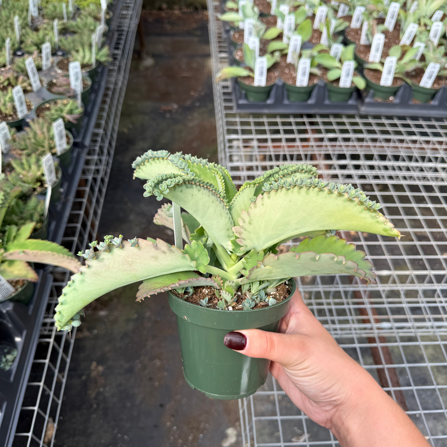 Kalanchoe daigremontiana 'Mother of Thousands'