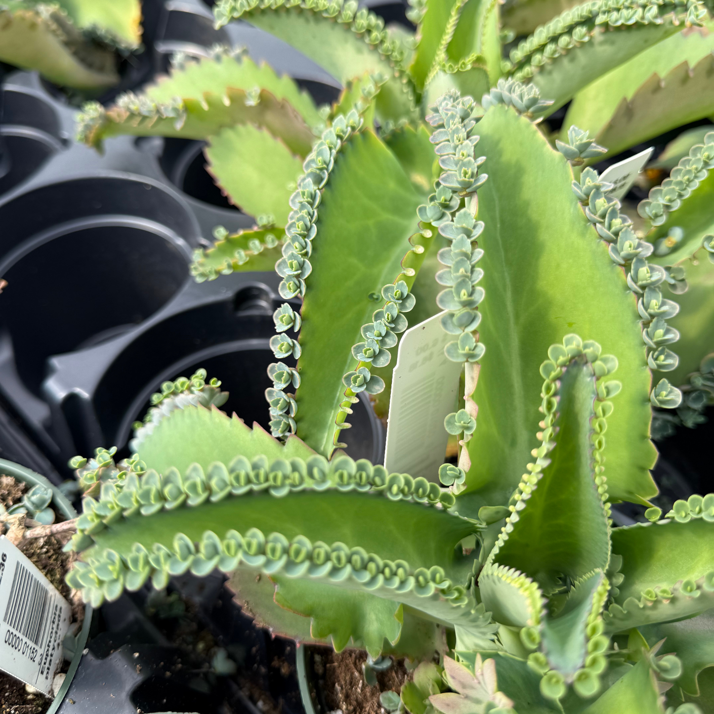 Kalanchoe daigremontiana 'Mother of Thousands'