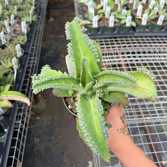 Kalanchoe daigremontiana 'Mother of Thousands'