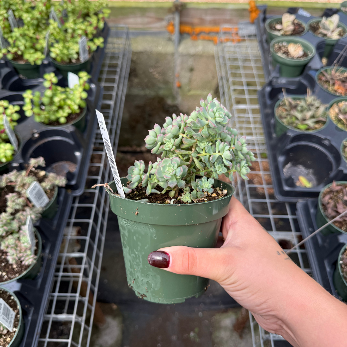 Echeveria querencia