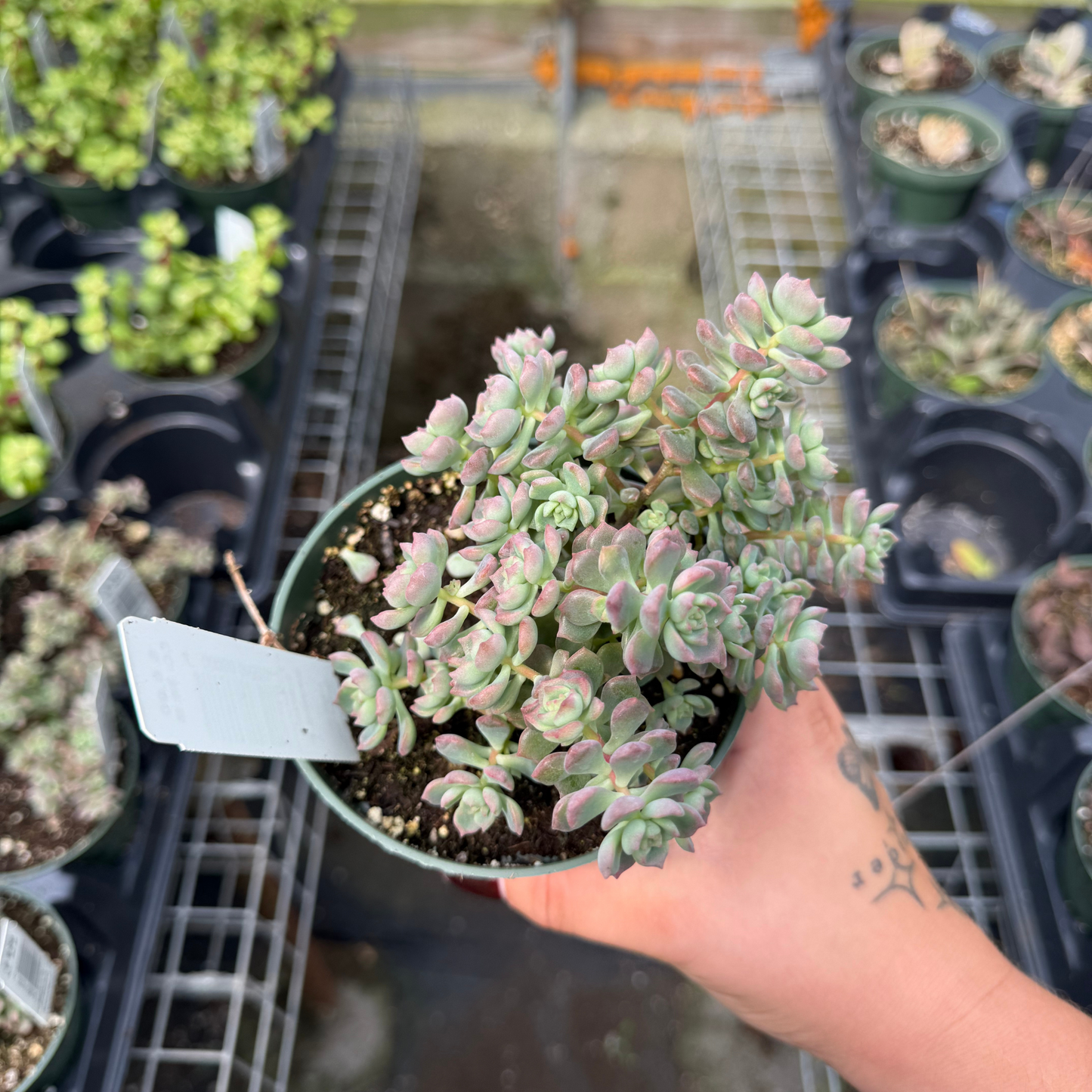 Echeveria querencia