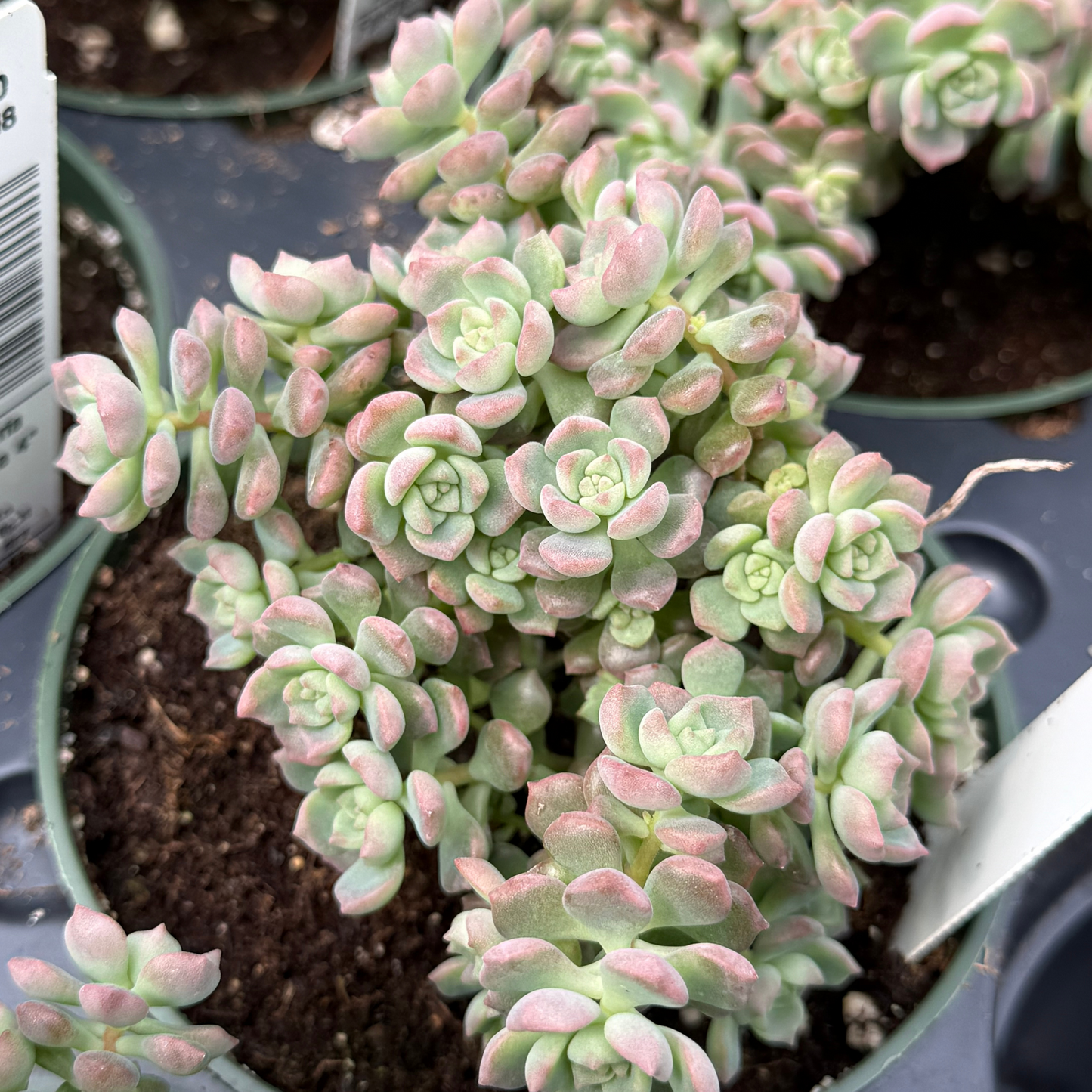 Echeveria querencia