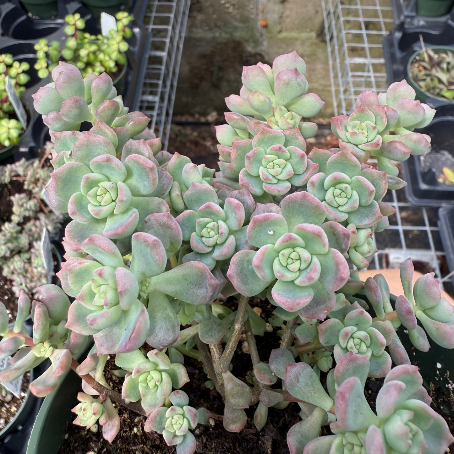 Echeveria querencia