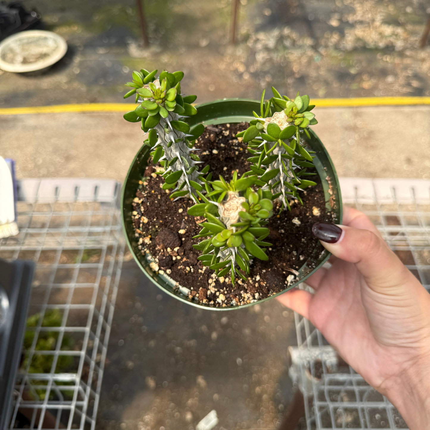 Alluaudia procera 'Madagascar Ocotillo'