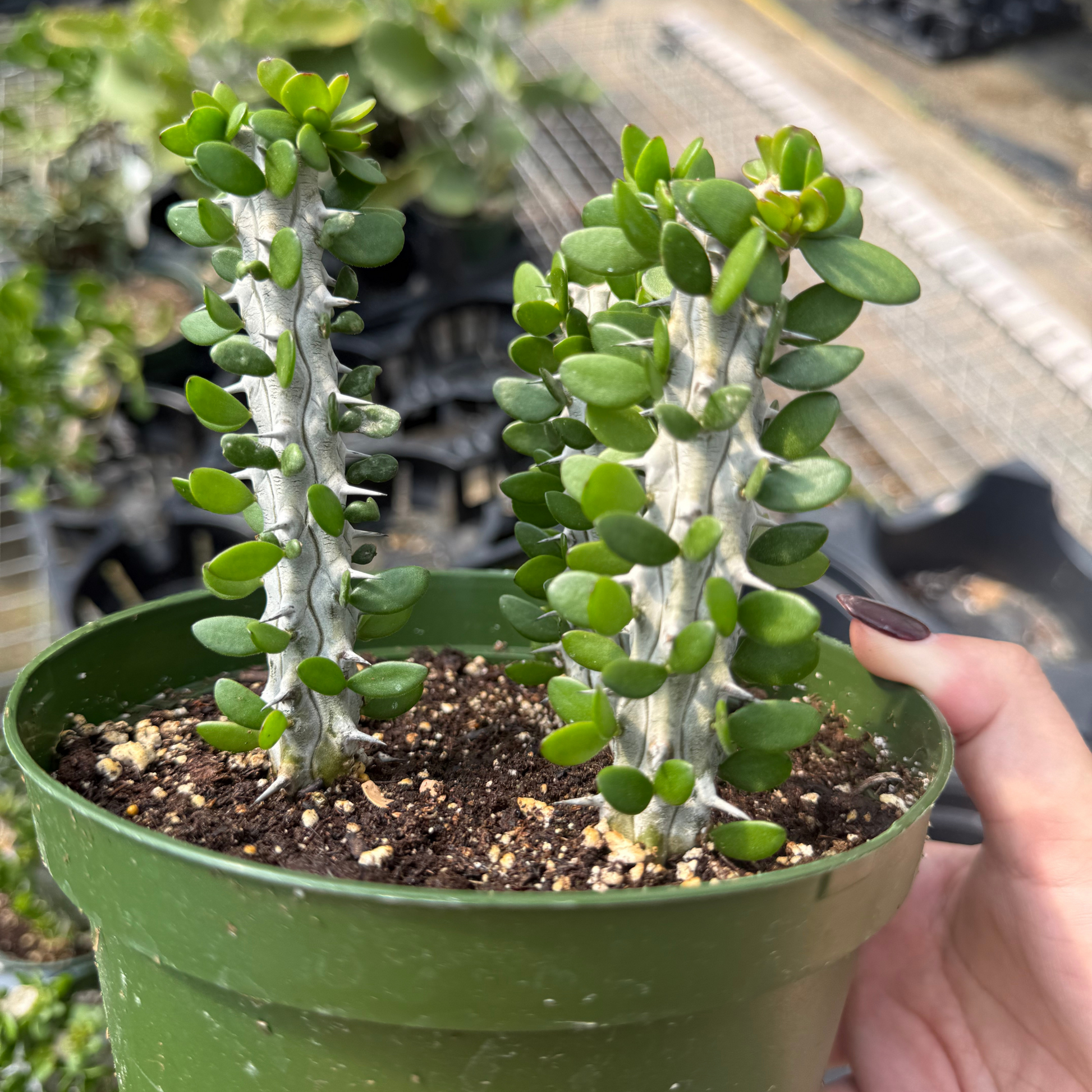 madagascar succulent woodlands Alluaudia procera 'Madagascar Ocotillo' – Fantastic Gardens