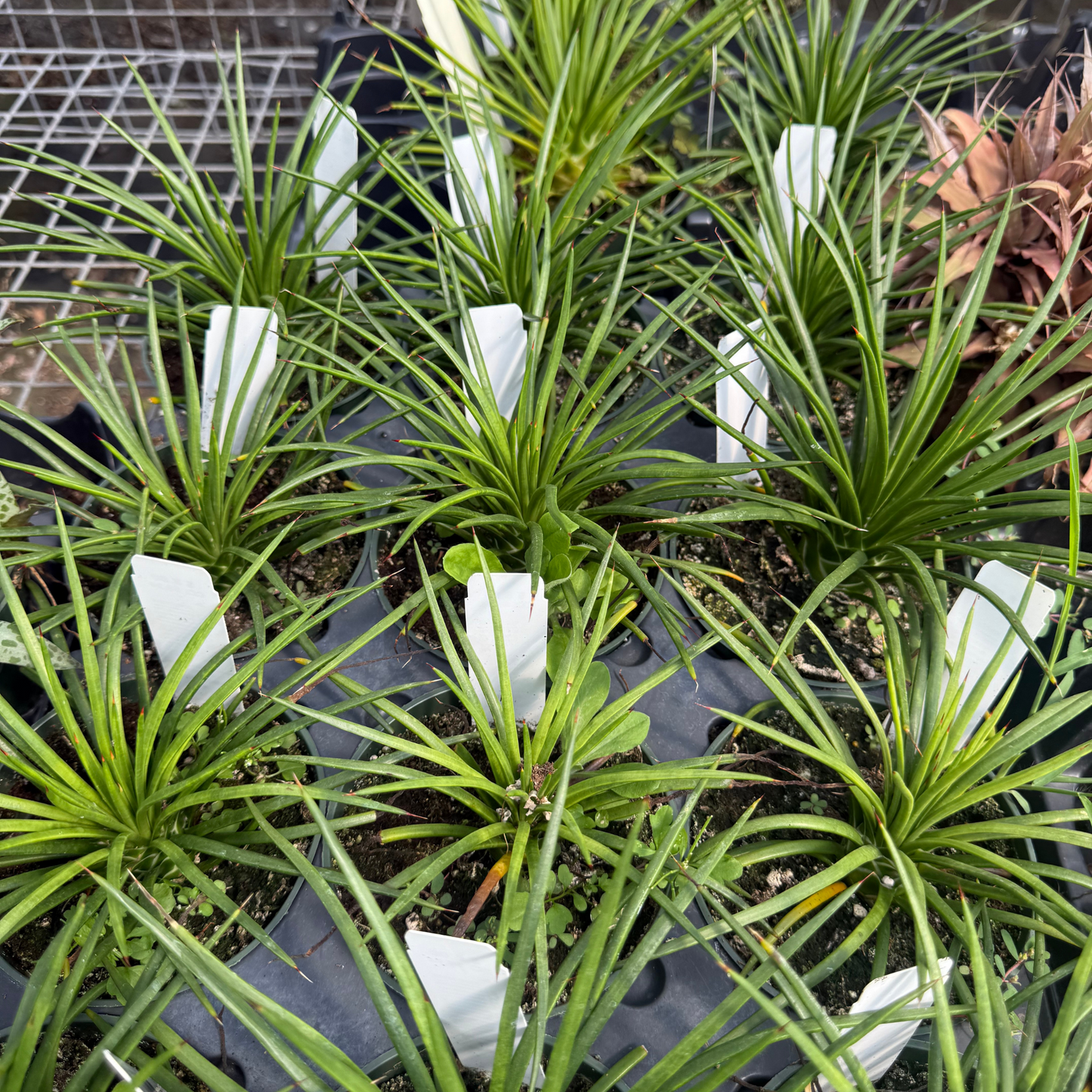 Agave geminiflora