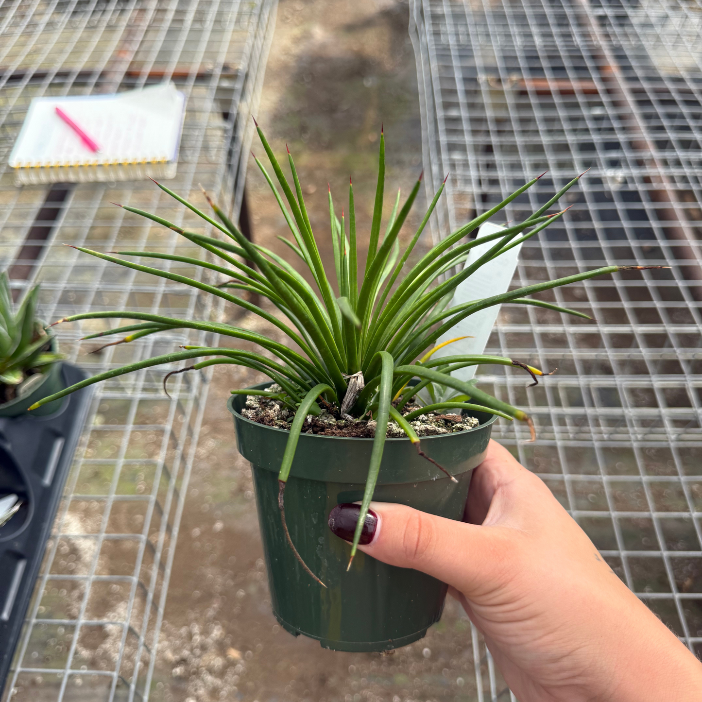 Agave geminiflora
