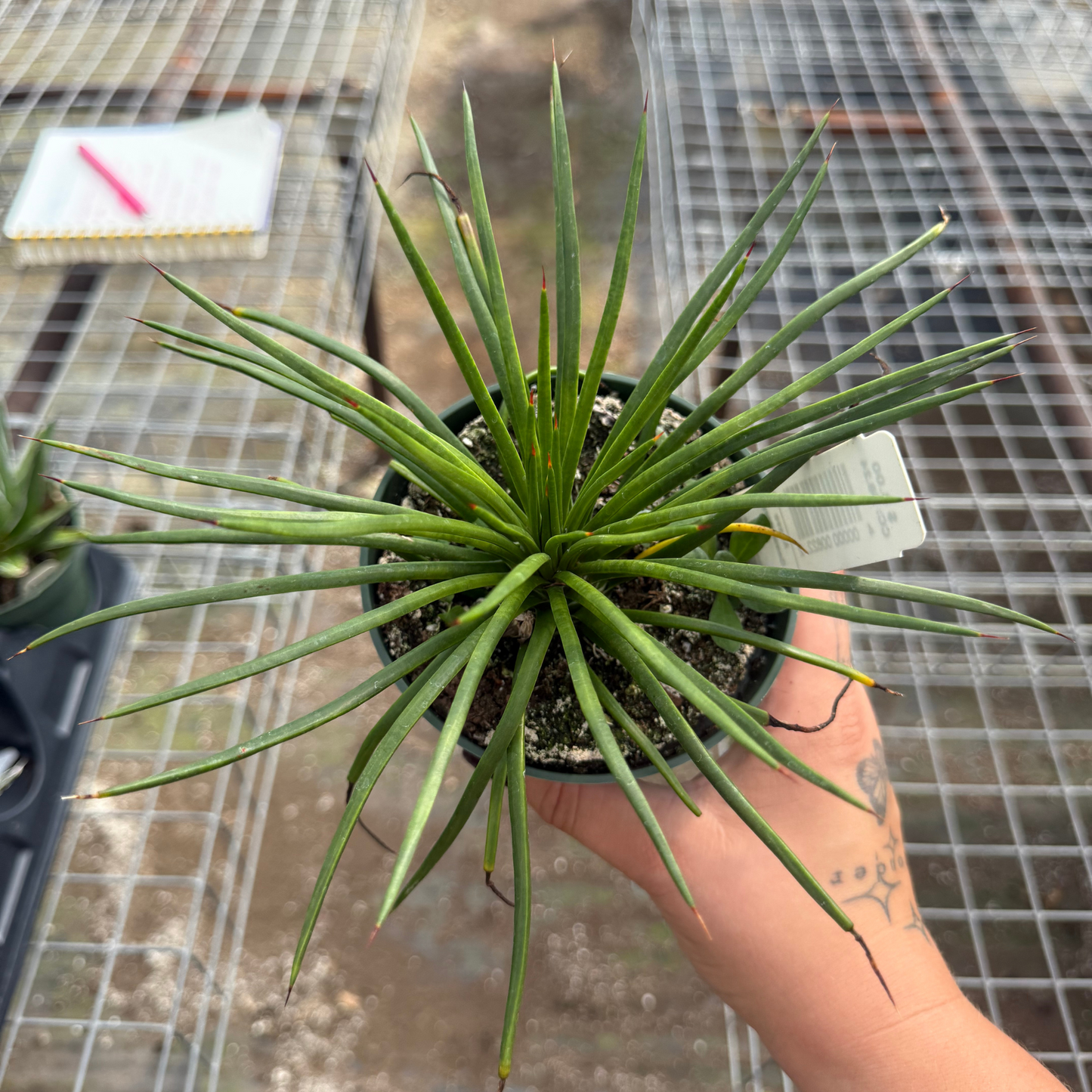 Agave geminiflora