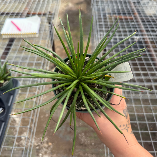 Agave geminiflora