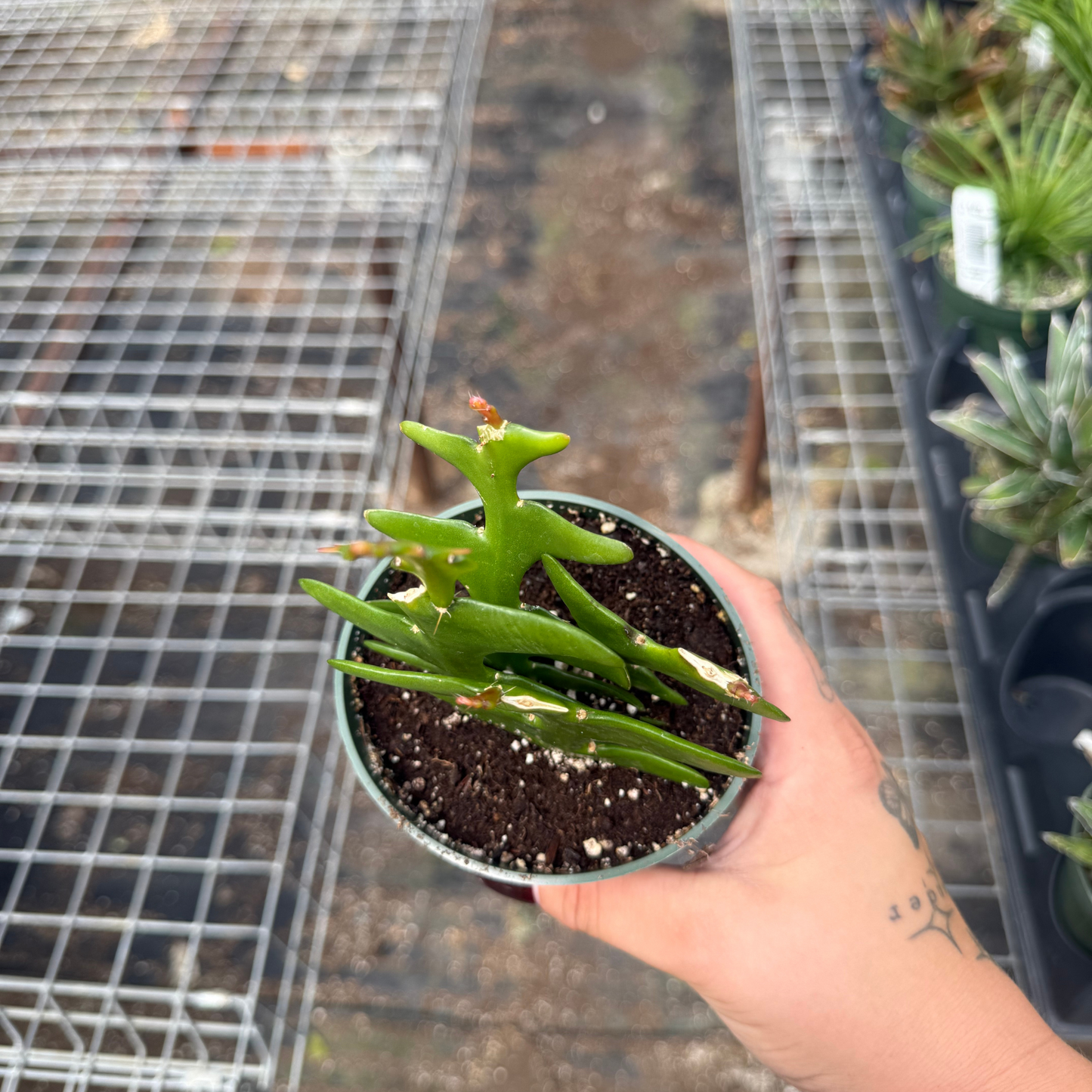 Disocactus anguliger 'Ric Rac Cactus'